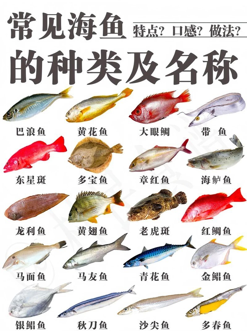 十大無刺魚排名海魚，十大無刺海魚營養與營養價值和烹飪藝術選購指南 十大無刺魚排名海魚，十大無刺海魚營養與營養價值和烹飪藝術選購指南 龍魚論壇 第2張