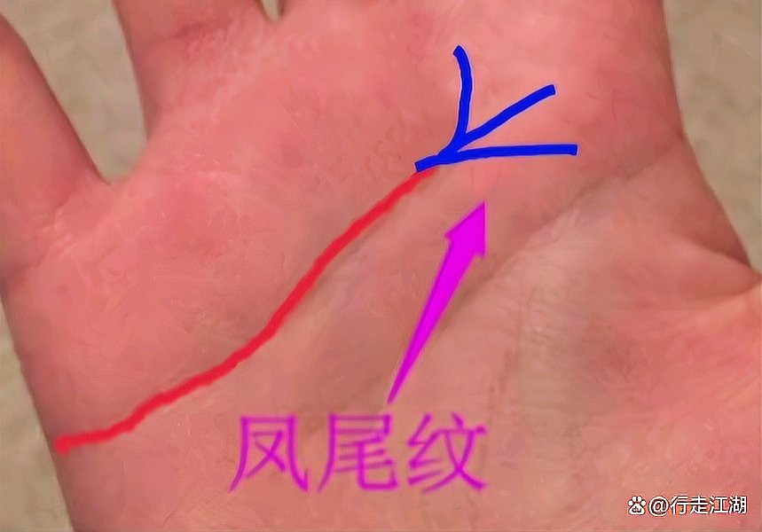 鳳尾紋和假鳳尾紋的區別，鳳尾紋與假鳳尾紋的區別