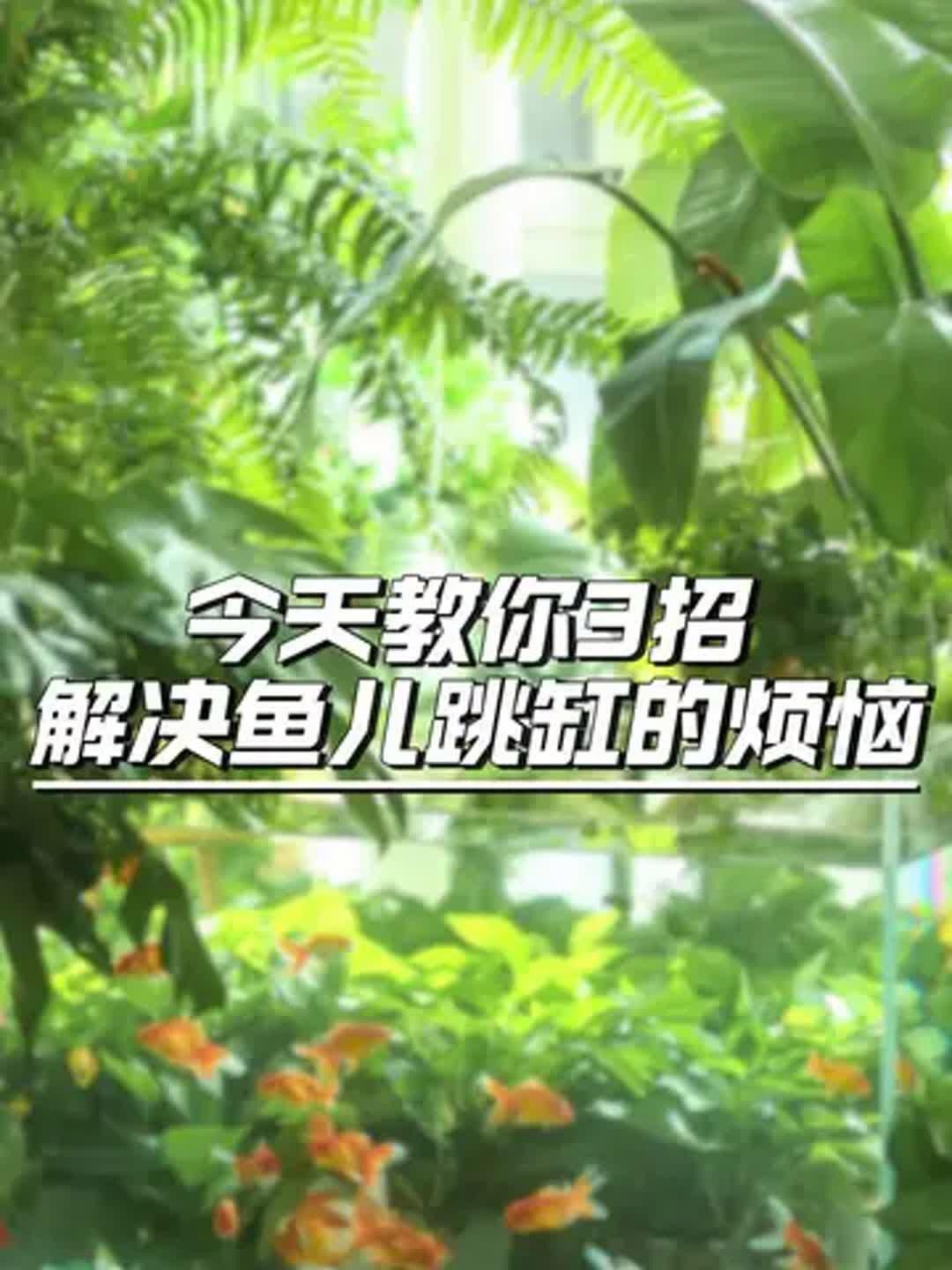 如何預防金龍魚跳缸？，正飛工坊龍魚跳缸的三大原因