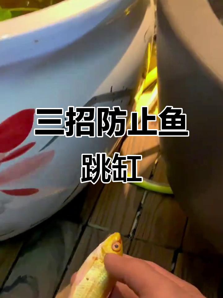 如何預防金龍魚跳缸？，正飛工坊龍魚跳缸的三大原因