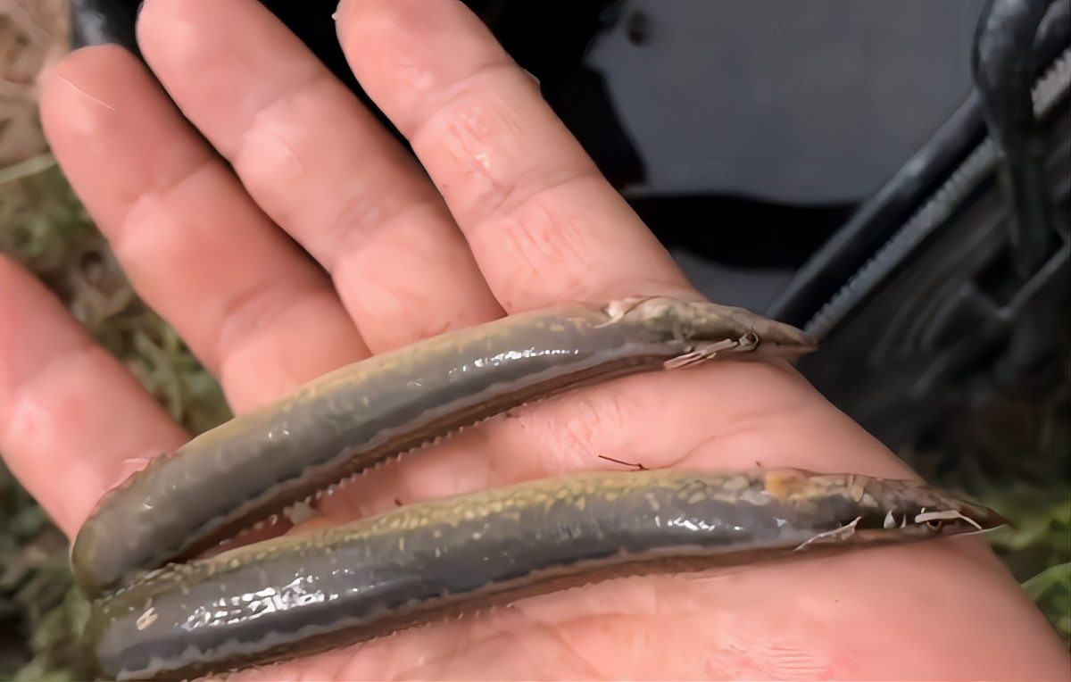 刀鰍魚為什么叫毒魚，農村這種魚長得像“泥鰍”的魚以前沒人吃現在有錢都吃不到