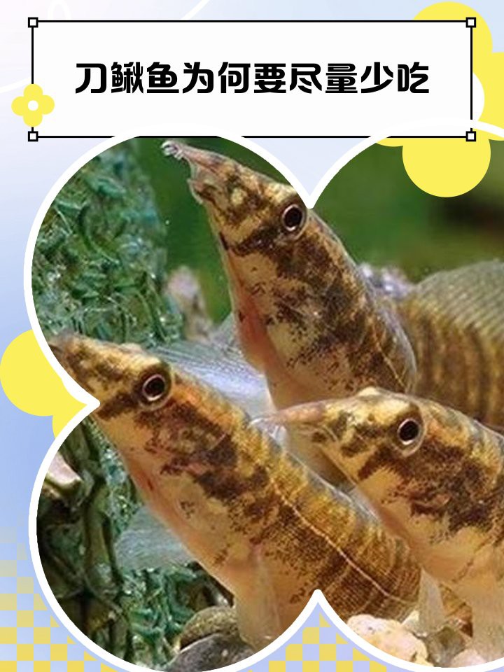 刀鰍魚為什么叫毒魚，農村這種魚長得像“泥鰍”的魚以前沒人吃現在有錢都吃不到 刀鰍魚為什么叫毒魚，農村這種魚長得像“泥鰍”的魚以前沒人吃現在有錢都吃不到 龍魚論壇 第6張
