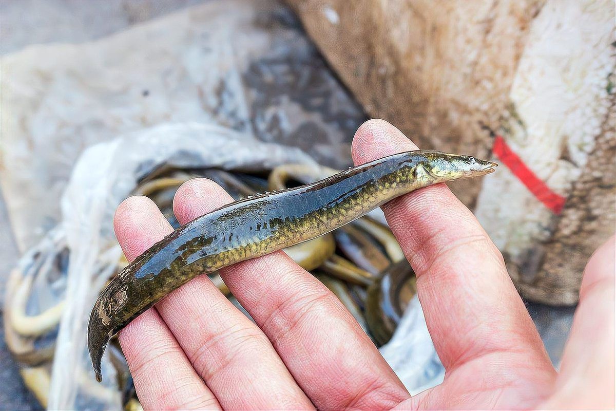 刀鰍魚為什么叫毒魚，農村這種魚長得像“泥鰍”的魚以前沒人吃現在有錢都吃不到 刀鰍魚為什么叫毒魚，農村這種魚長得像“泥鰍”的魚以前沒人吃現在有錢都吃不到 龍魚論壇 第4張