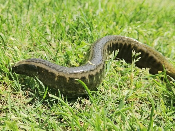 刀鰍魚為什么叫毒魚，農村這種魚長得像“泥鰍”的魚以前沒人吃現在有錢都吃不到