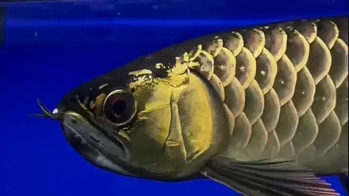 如何辨別古典過背金龍的品質？，如何挑選古典過背金龍魚