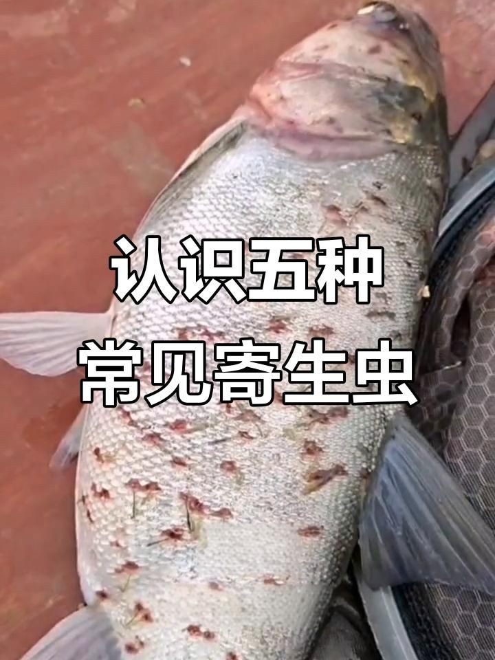 紅龍魚有哪些常見的寄生蟲?,寵大仙兒,龍魚常見病——魚虱病 龍魚百科 第7張 紅龍魚有哪些常見的寄生蟲?,寵大仙兒,龍魚常見病——魚虱病 紅龍魚有哪些常見的寄生蟲?,寵大仙兒,龍魚常見病——魚虱病 龍魚百科 第7張