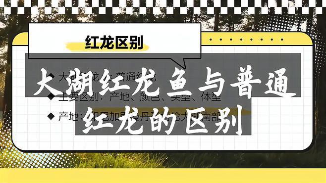 大湖紅龍和普通紅龍哪個更適合新手，《大湖紅龍和普通紅龍哪個更適合新手》