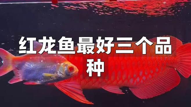 紅龍魚最好三個品牌，十大紅龍魚品牌純依文錄紅龍魚最好的三個品種