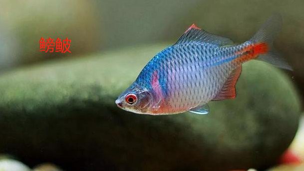 什么魚適應40度水溫，什么魚適應40度水溫在高溫水域生存是許多魚類面臨的挑戰