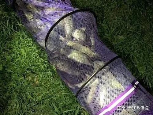什么魚適應40度水溫，什么魚適應40度水溫在高溫水域生存是許多魚類面臨的挑戰