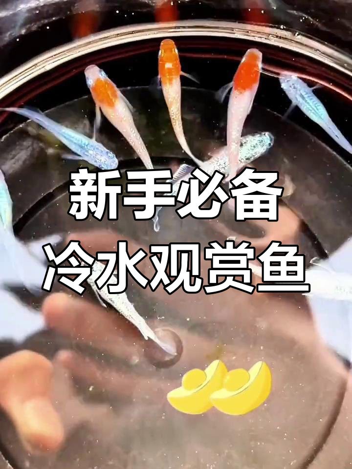 什么魚適應40度水溫，什么魚適應40度水溫在高溫水域生存是許多魚類面臨的挑戰