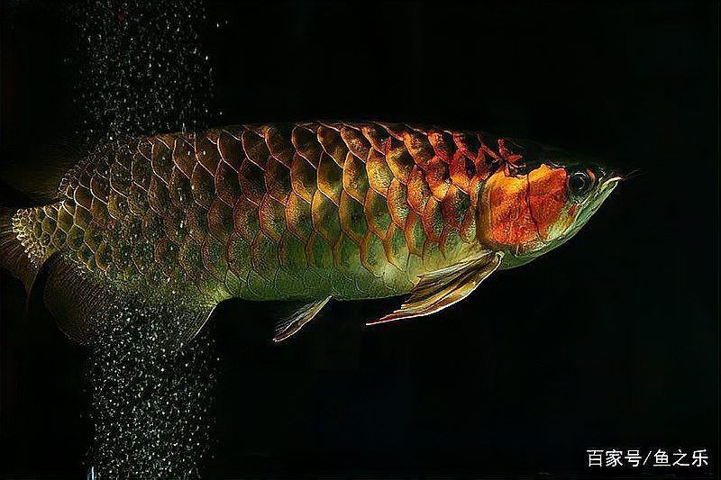 紅龍魚日常飼養技巧，《紅龍魚日常飼養技巧》