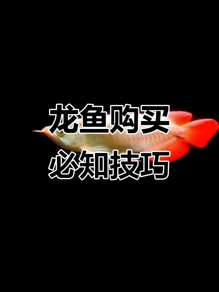 如何挑選一條健康的龍魚？，如何挑選健康印尼紅龍新手買龍魚技巧大揭秘