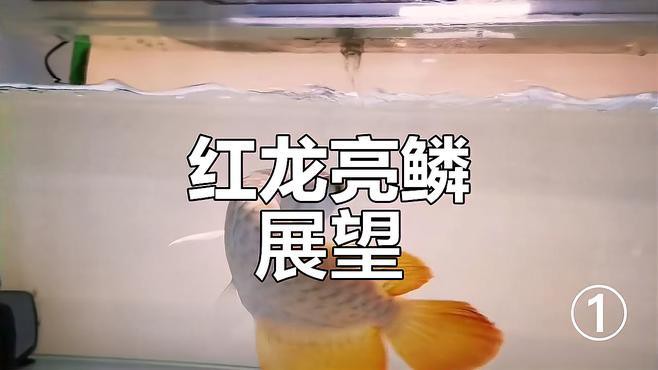 如何欣賞高端紅龍魚的照片？，如何欣賞高端紅龍魚