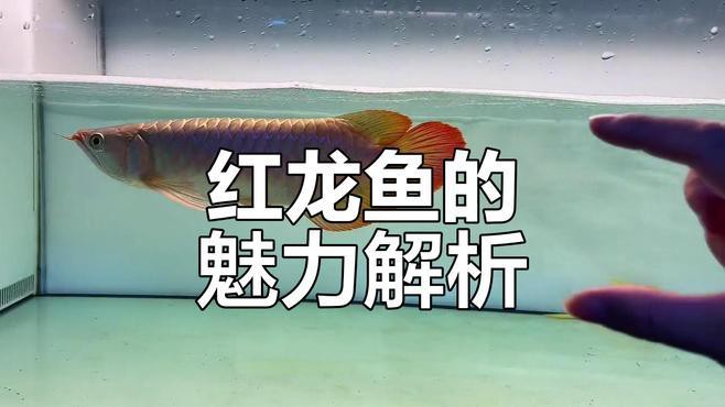 如何欣賞高端紅龍魚的照片？，如何欣賞高端紅龍魚 如何欣賞高端紅龍魚的照片？，如何欣賞高端紅龍魚 龍魚百科 第6張