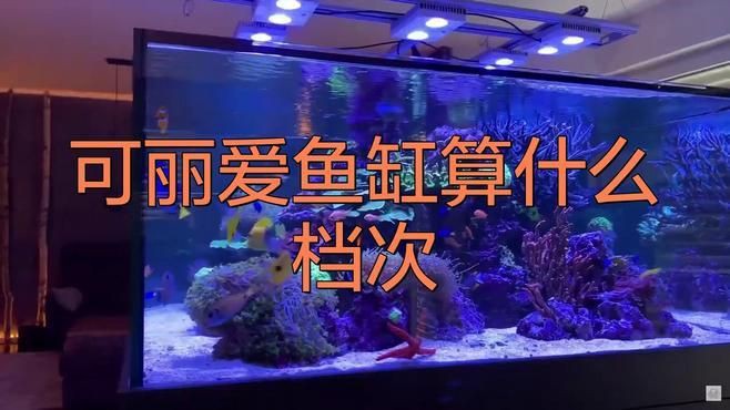 可麗愛魚缸用戶真實評價，可麗愛魚缸和森森魚缸哪個好