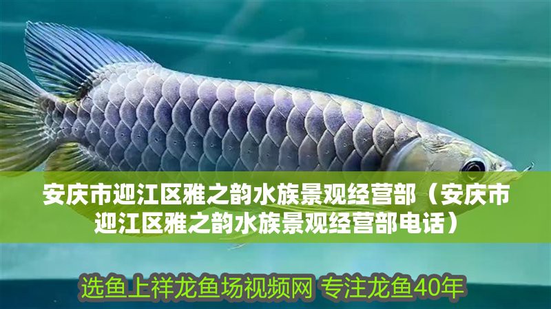 安慶水族店，安慶哪家水族店口碑最好