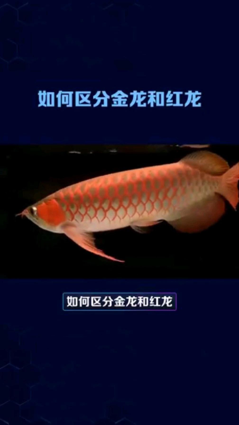 如何辨別金龍和紅龍的品質？，《如何辨別紅龍和紅龍的品質》如何區分金龍和紅龍的品質