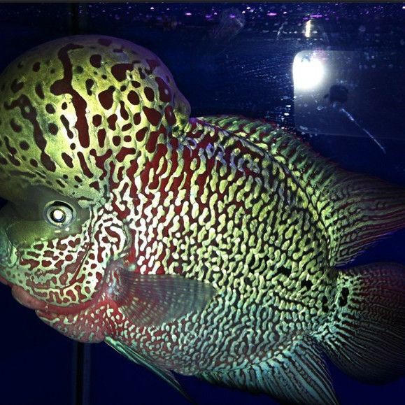 羅漢魚在泰國什么檔次，什么值得買什么值得買 羅漢魚在泰國什么檔次，什么值得買什么值得買 龍魚百科 第4張
