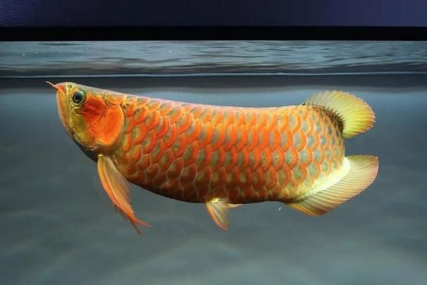 深海龍魚真實圖片，全球六大罕見深海魚 深海龍魚真實圖片，全球六大罕見深海魚 龍魚百科 第20張