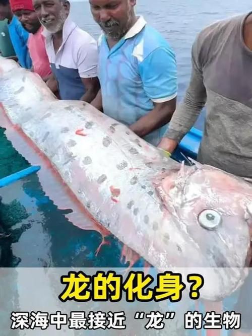 深海龍魚真實圖片，全球六大罕見深海魚 深海龍魚真實圖片，全球六大罕見深海魚 龍魚百科 第13張