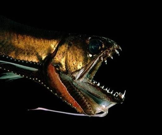 深海龍魚真實圖片，全球六大罕見深海魚 深海龍魚真實圖片，全球六大罕見深海魚 龍魚百科 第7張