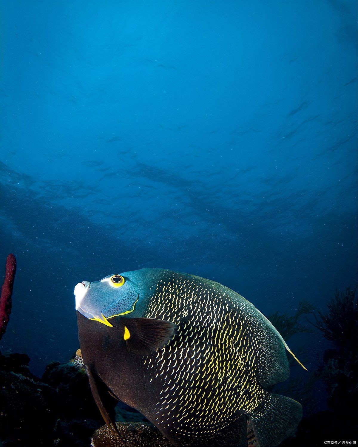 深海龍魚真實圖片，全球六大罕見深海魚 深海龍魚真實圖片，全球六大罕見深海魚 龍魚百科 第26張
