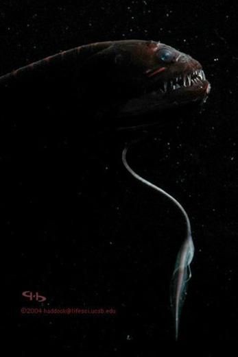 深海龍魚真實圖片，全球六大罕見深海魚 深海龍魚真實圖片，全球六大罕見深海魚 龍魚百科 第17張