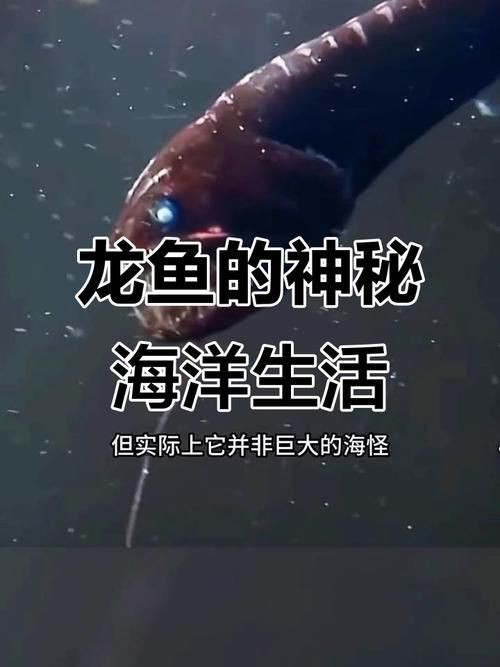 深海龍魚真實圖片，全球六大罕見深海魚 深海龍魚真實圖片，全球六大罕見深海魚 龍魚百科 第14張