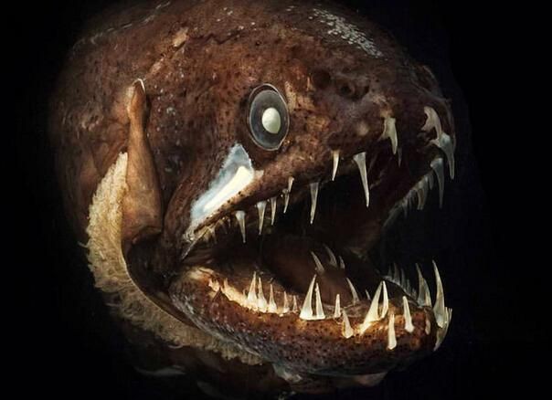 深海龍魚真實圖片，全球六大罕見深海魚 深海龍魚真實圖片，全球六大罕見深海魚 龍魚百科 第18張