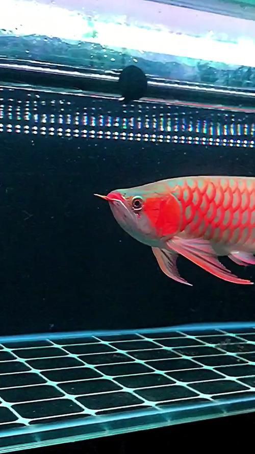 2023新款紅龍魚圖片欣賞，2023新款紅龍魚圖片展示了這種珍稀觀賞魚的獨特魅力