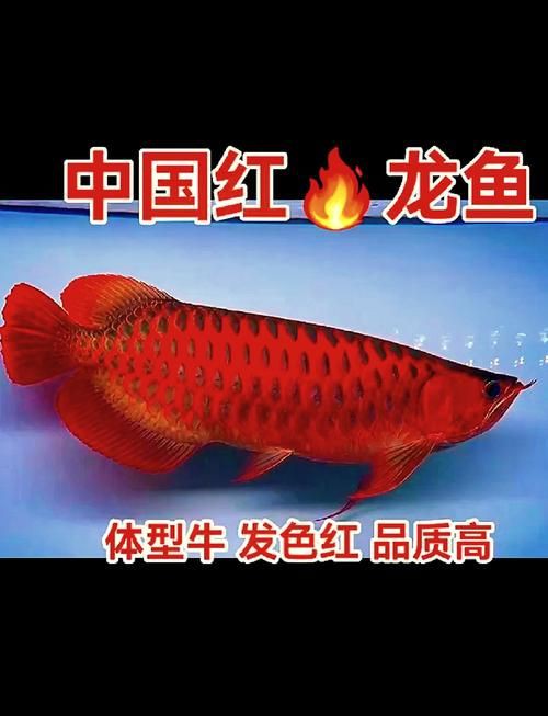 2023新款紅龍魚圖片欣賞，2023新款紅龍魚圖片展示了這種珍稀觀賞魚的獨特魅力