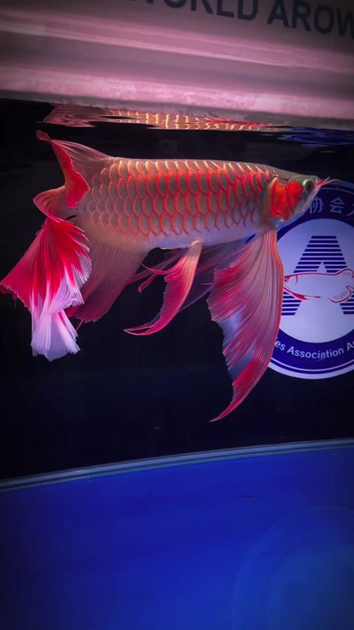 2023新款紅龍魚圖片欣賞，2023新款紅龍魚圖片展示了這種珍稀觀賞魚的獨特魅力