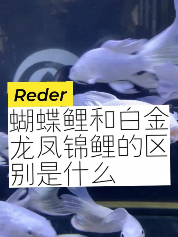 如何區分龍鳳魚和蝴蝶鯉？，如何區分龍鳳魚與蝴蝶鯉 如何區分龍鳳魚和蝴蝶鯉？，如何區分龍鳳魚與蝴蝶鯉 龍魚百科 第7張