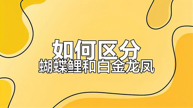 如何區分龍鳳魚和蝴蝶鯉？，如何區分龍鳳魚與蝴蝶鯉 如何區分龍鳳魚和蝴蝶鯉？，如何區分龍鳳魚與蝴蝶鯉 龍魚百科 第6張