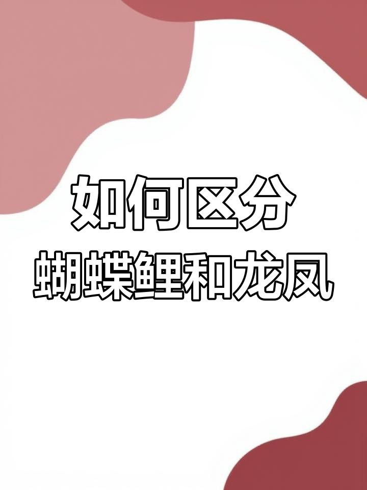 如何區分龍鳳魚和蝴蝶鯉？，如何區分龍鳳魚與蝴蝶鯉 如何區分龍鳳魚和蝴蝶鯉？，如何區分龍鳳魚與蝴蝶鯉 龍魚百科 第2張