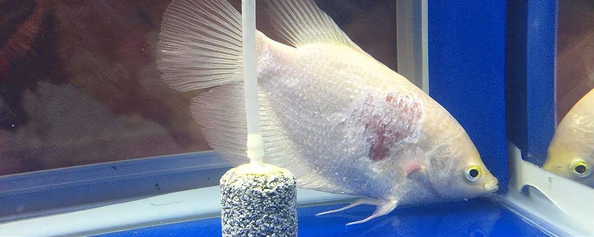 白子招財(cái)龍是冷水魚嗎，如何判斷白子招財(cái)龍是否健康