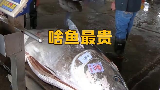 世界上最貴的魚是什么魚，世界上“最昂貴”的10種魚，嘔吐物比黃金還貴