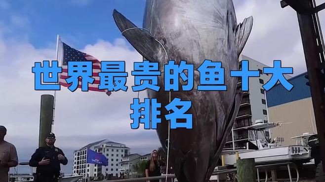 世界上最貴的魚是什么魚，世界上“最昂貴”的10種魚，嘔吐物比黃金還貴