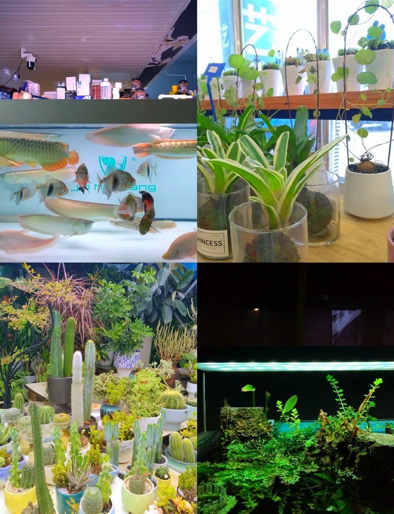 紅星水族店，河源市源城區(qū)紅星帝皇水族館