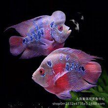 羅漢魚批發一條街在哪里，廣州羅漢魚批發市場