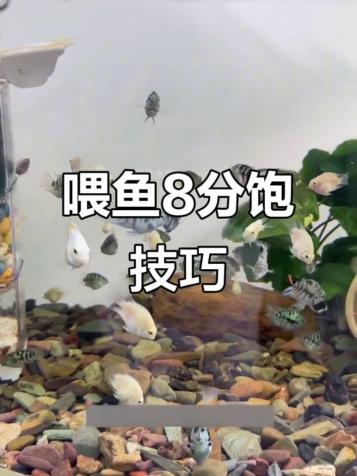 如何判斷招財龍魚是否吃飽？，如何判斷招財龍魚是否吃飽