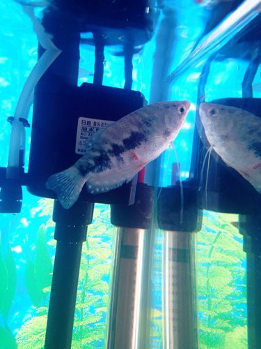 曼龍魚可以餓多久再喂，養魚高手的“喂食日歷”公開萌寵百科小團團展開注意事項