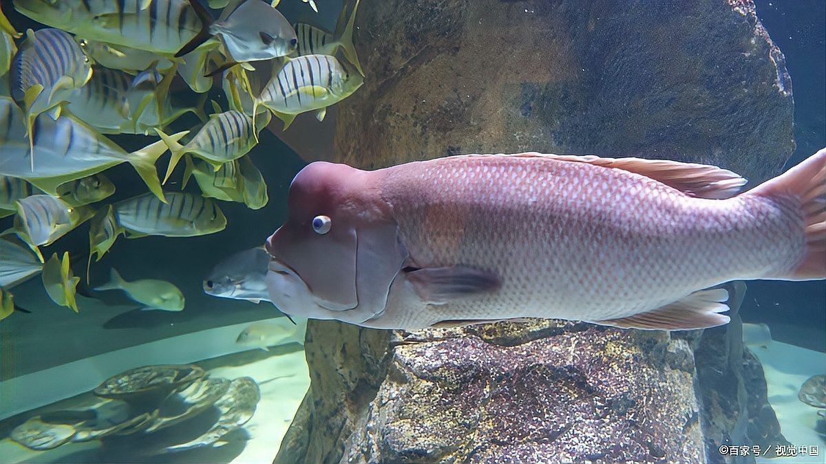 曼龍魚(yú)可以餓多久再喂，養(yǎng)魚(yú)高手的“喂食日歷”公開(kāi)萌寵百科小團(tuán)團(tuán)展開(kāi)注意事項(xiàng)