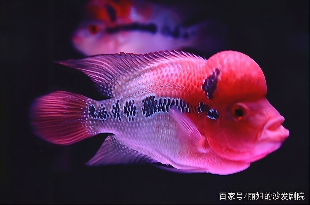 羅漢魚餓三天火氣就大了，羅漢魚餓多久可以起頭小可愛寵物網養殖方法和注意事項