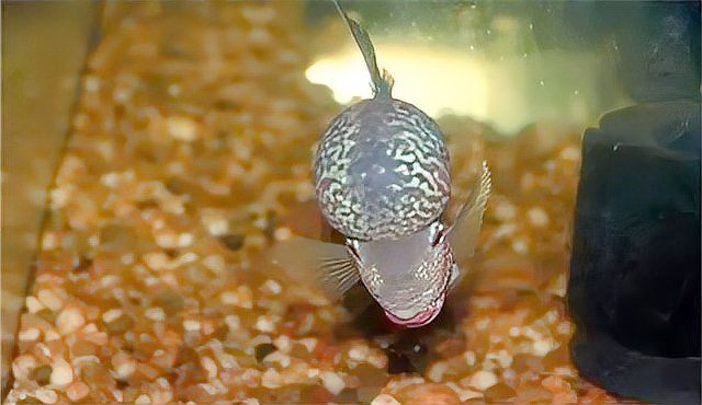 羅漢魚餓三天火氣就大了，羅漢魚餓多久可以起頭小可愛寵物網養殖方法和注意事項