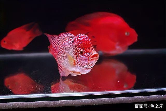 羅漢魚餓三天火氣就大了，羅漢魚餓多久可以起頭小可愛寵物網養殖方法和注意事項