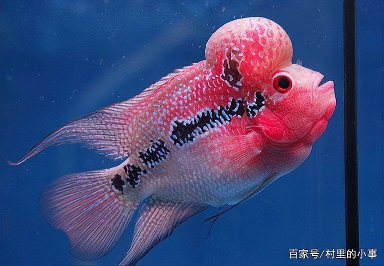 羅漢魚餓三天火氣就大了，羅漢魚餓多久可以起頭小可愛寵物網養殖方法和注意事項
