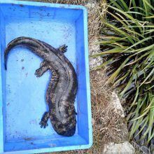 漢中水族批發(fā)市場，漢中市水族批發(fā)市場