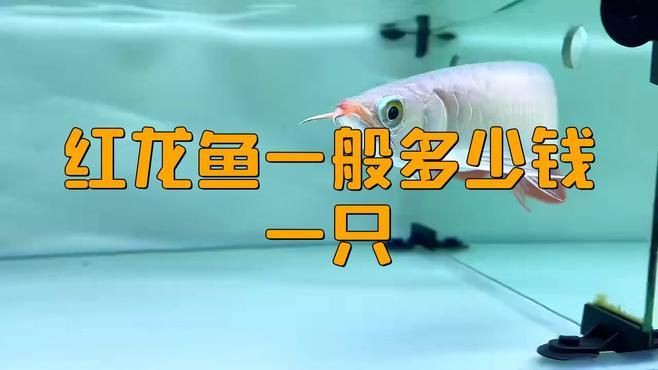 紅龍魚的市場價格如何評估？，紅龍魚一般多少錢一只